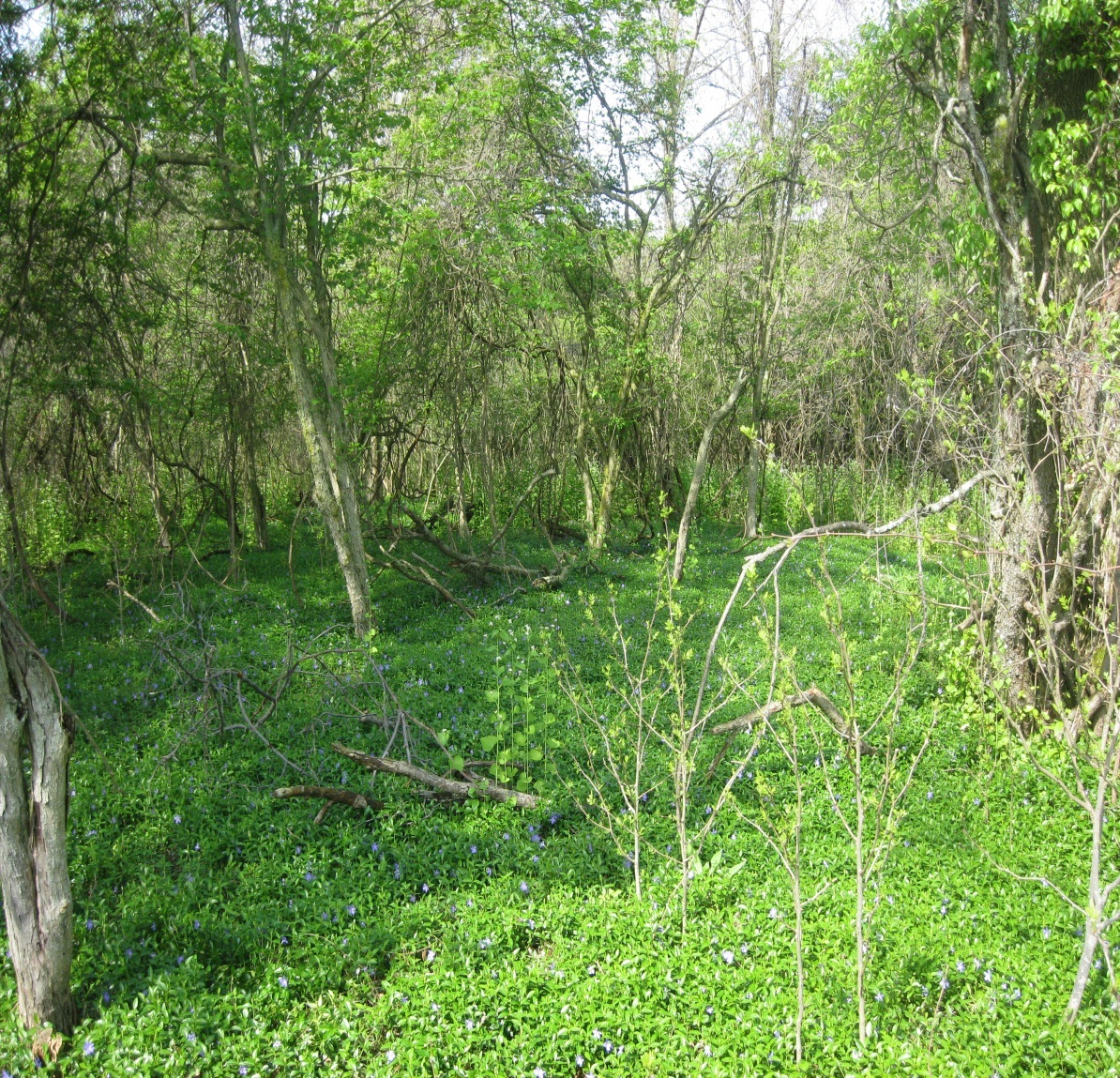 June 2012 blog - The Niagara County Almshouse Cemetery - 1